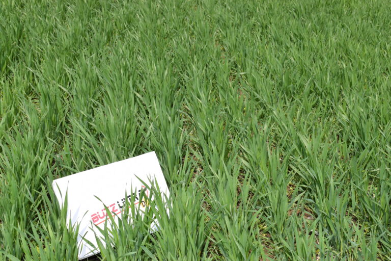 Продуктите на Белхим КропПротекшън осигуряват сигурна защита на зърнено-житните култури от болести