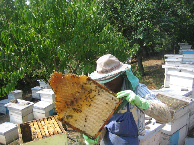 Могат ли да се настаняват пчелини на държавна земя?
