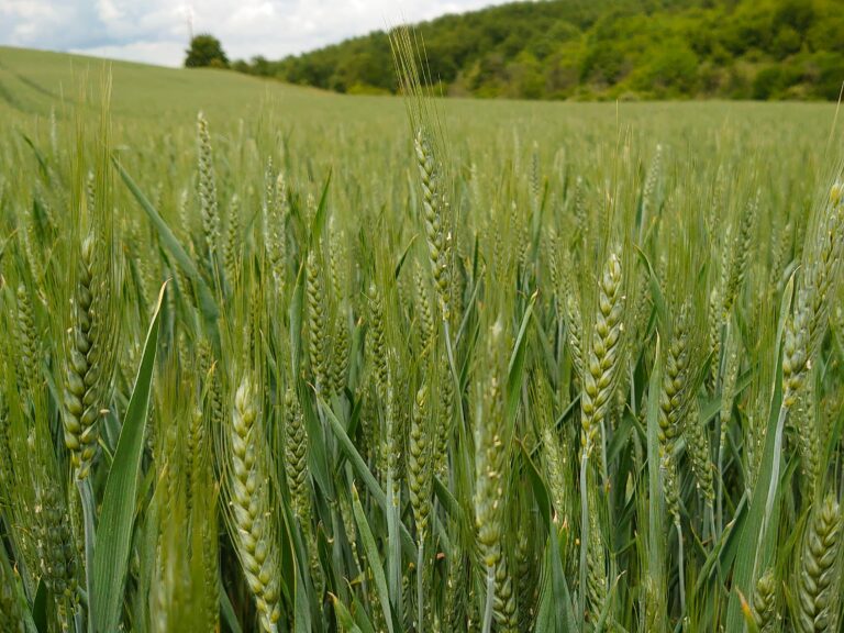Сеитбата на пшеница в Добруджа ще закъснее