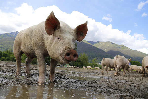 БАБХ потвърди огнище на африканска чума по свинете във ферма в село Радиново, област Пловдив