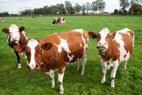 Нидерландия: пари за животновъдите, ако се откажат