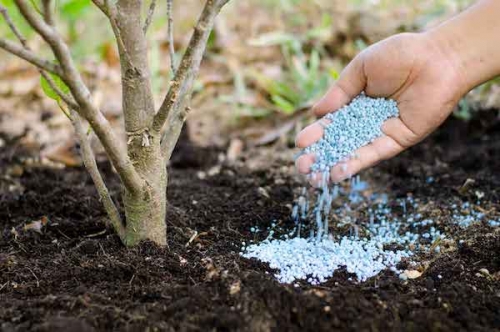 Фосфорните торове – залог за богата реколта