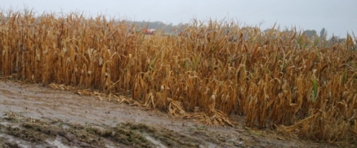 Грешки, които агрономите могат да избегнат при отглеждане на царевица