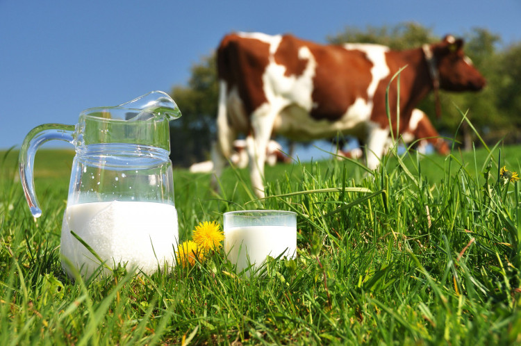 CAPA прогнозира спад в производството на краве и овче мляко