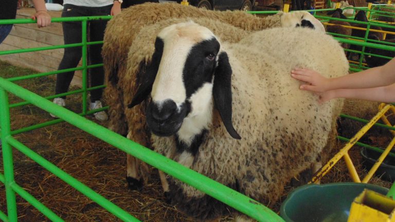 Стопани наддават за елитни маришки овце, най-скъпите са по 800 лева