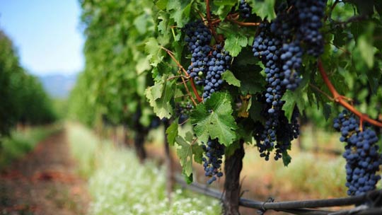 Лозаро-винарският бранш не подкрепя Стратегията за развитие на  сектора, предложена от МЗХГ