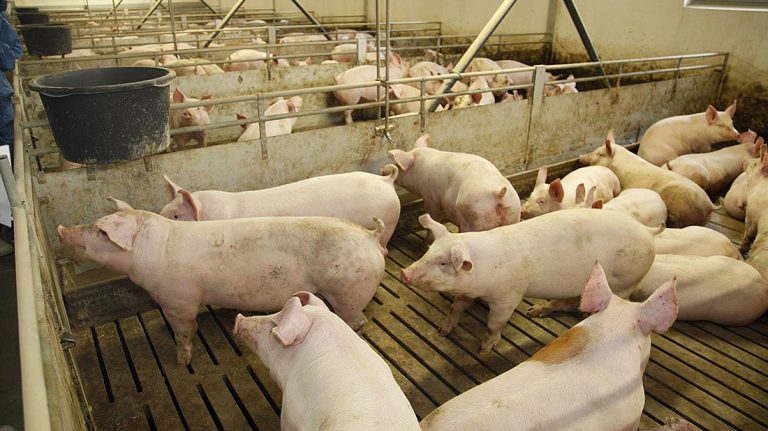 5000 свинеферми в Дания произвеждат около 28 млн. прасета годишно