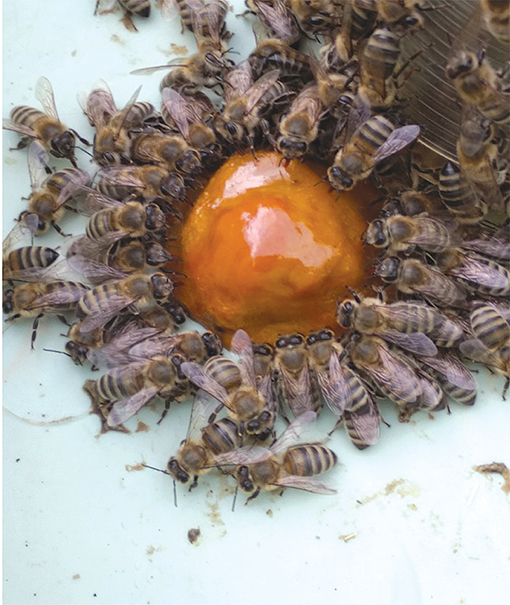 Хранителните проблеми на пчелите са отговорност на човека