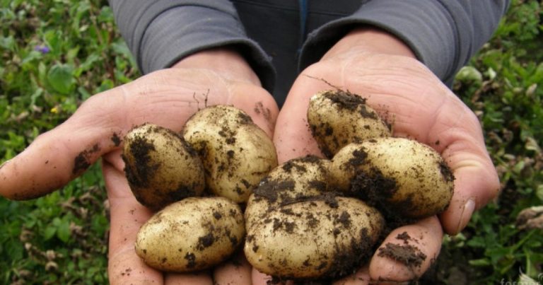 НАК алармира: Приключва обвързаното подпомагане за картофите, приключват българските картофи