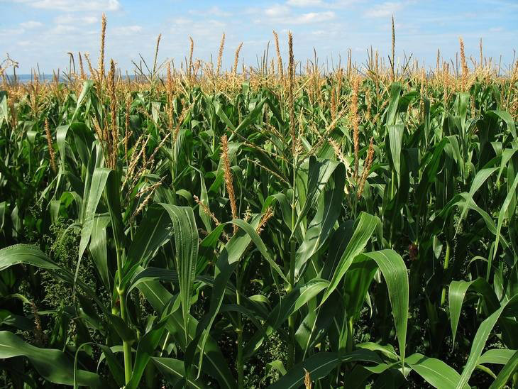 Създадена е устойчива на суша и измръзване царевица