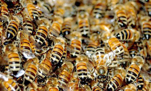До 5 май стопаните заявяват помощ за унищожени животни и пчелни семейства