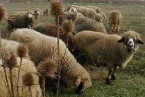 Невидими паразити унищожават овцете