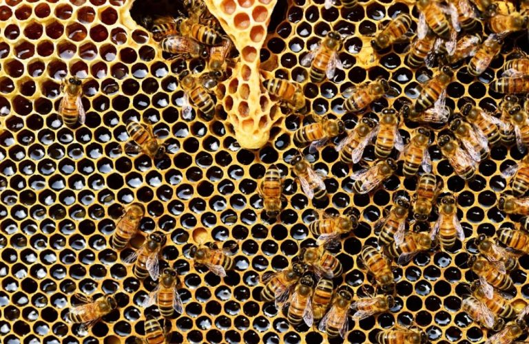 Насочващи ефекти в пчеларството