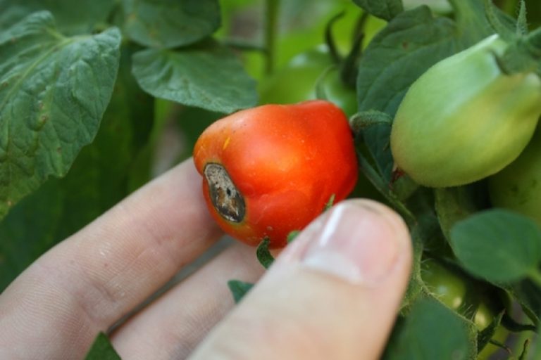 Защо почерняват върховете на доматите?