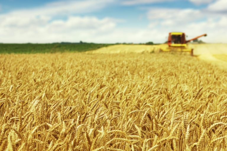 Пшеницата поскъпва в САЩ и Франция, но поевтинява в Украйна и Русия
