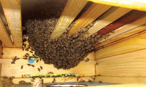 Зимуване на пчелните семейства