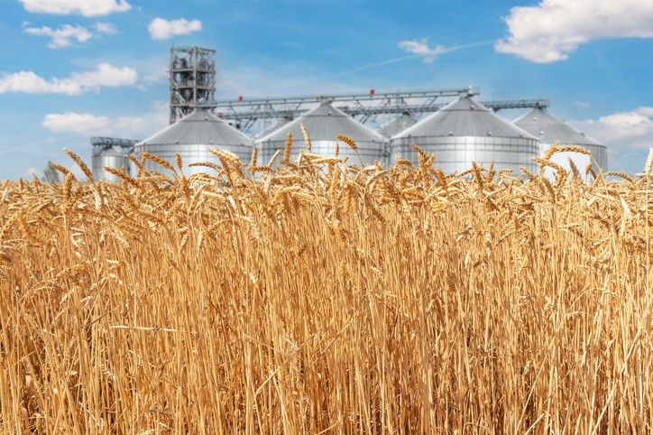 Цените на пшеницата може да се покачат рязко