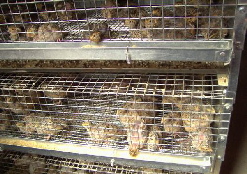 Огнище на птичи грип във ферма за пъдпъдъци в Етрополе