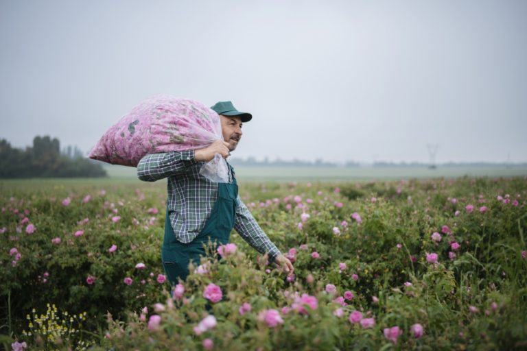България и Франция в защита на розовото масло