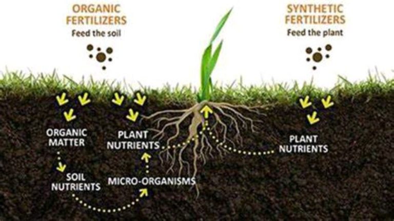Синтетичните торове хранят растенията, а органичните – почвата
