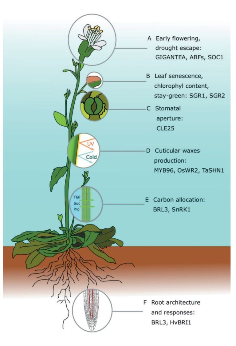 Жадни култури: Адаптиране на растенията към сушата