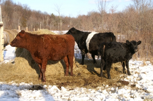 Хранене и гледане на кравите през зимния период
