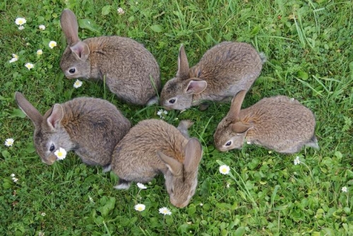 Как да отглеждаме зайци в домашни условия