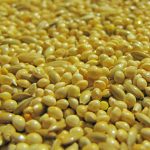 Millet_and_other_parakeet_diet_varieties
