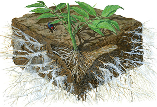 Микоризата – взаимноизгодно партньорство на гъби и растения