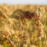 proso_millet