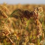 proso_millet