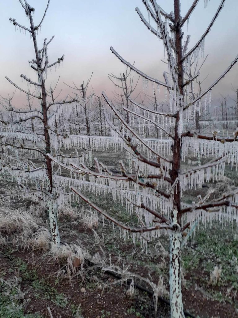 Мраз скова овощните градини в Сливенско, почти 100% от прасковите са унищожени