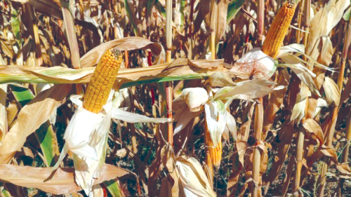 Сроковете на сеитба влияят на продуктивността на царевицата