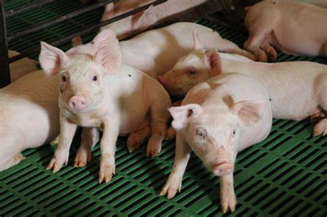 Одобрени са над 64 млн. лева за хуманно отношение към свине и птици