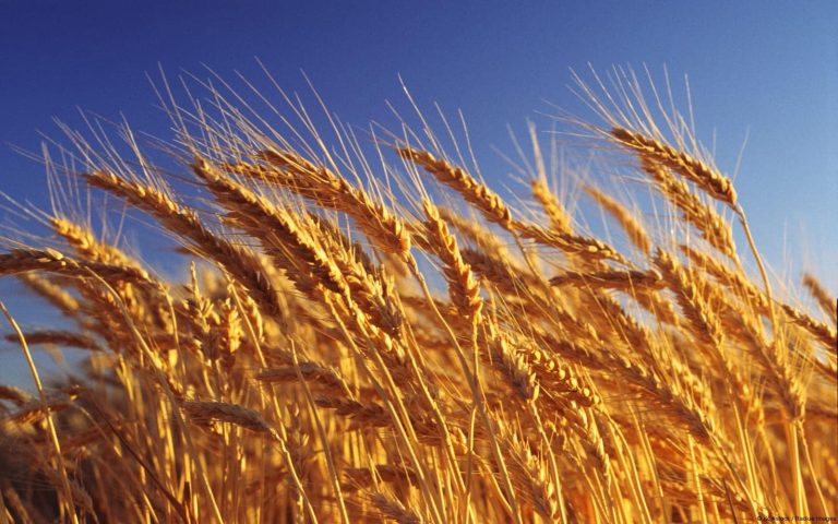 SovEcon очаква значително намаляване на реколтата в Русия през следващия сезон