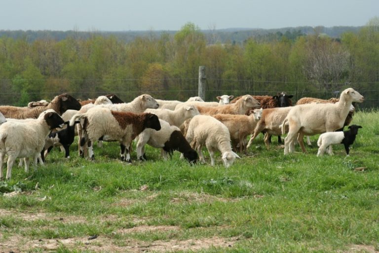 Съвет по животновъдство: До 2 седмици стартира приемът по украинската мярка, определени са ставки