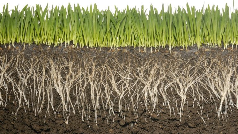 Добре развитите вторични корени на пшеницата формират продуктивността