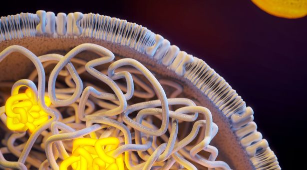 Разбиване на енигмата: Как се уплътнява растителната сперма