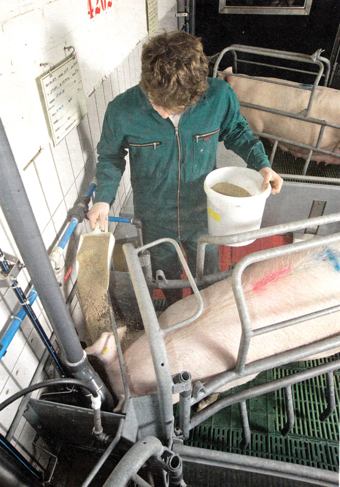 Родилни смески за свине майки и техните прасенца