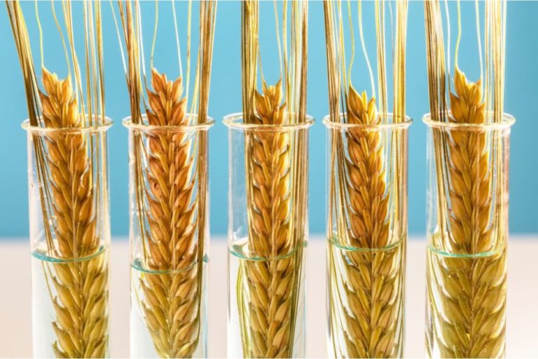Пшеницата Bioceres HB4 получи одобрение в Бразилия