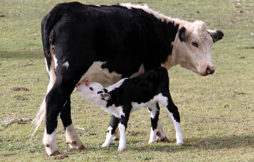 Как да предотвратим следродилната хемоглобинурия при високомлечните крави