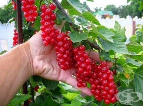 Подходящи райони за отглеждане на ягодоплодни култури