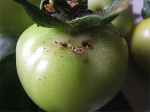 Доматеният миниращ молец е особено опасен за късно производство на домати