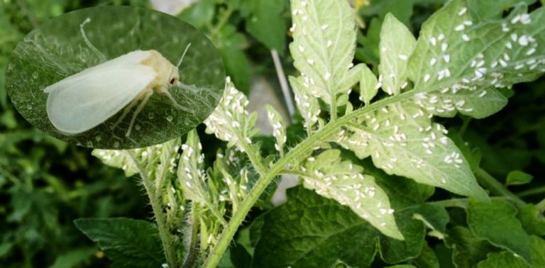 Белокрилката –  вредител хранещ се с над 600 вида растения