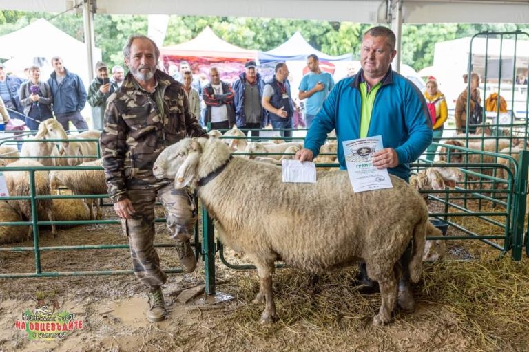 Събора на овцевъдите търси най-тежкия коч в България и най-дългокосместата калоферска коза