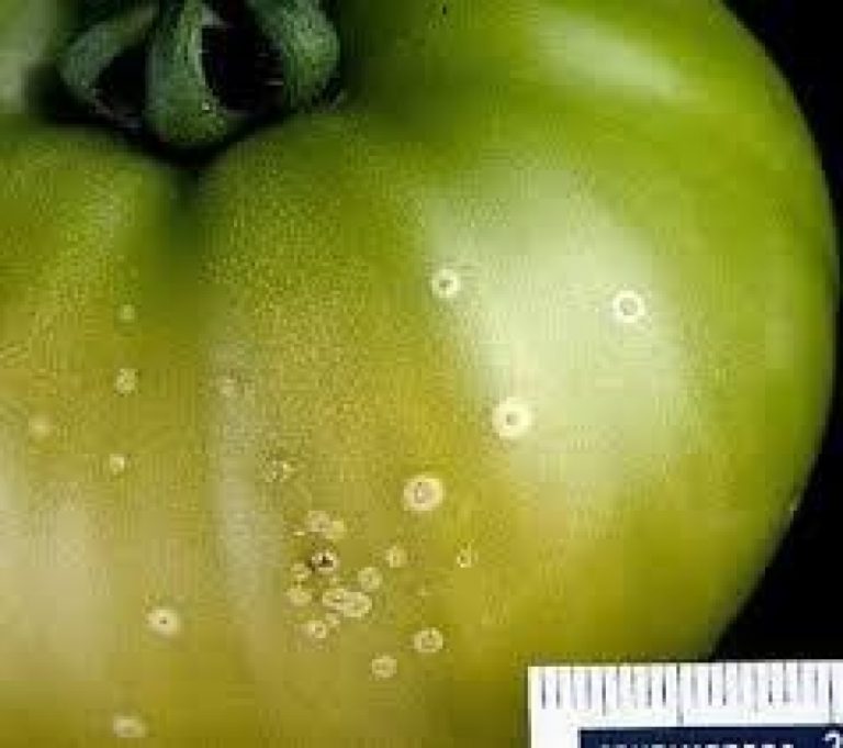 Бактерийно изсъхване на доматите