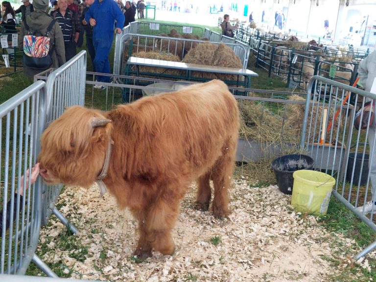 Райко от породата шотландско високопланинско говедо е новият повелител на Странджа