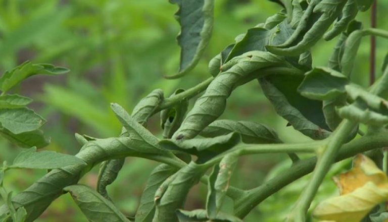 Лечение за листно завиване при доматите все още няма