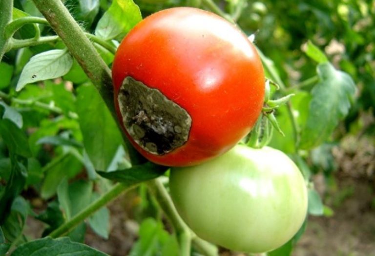 Върхово гниене по плодовете на доматите