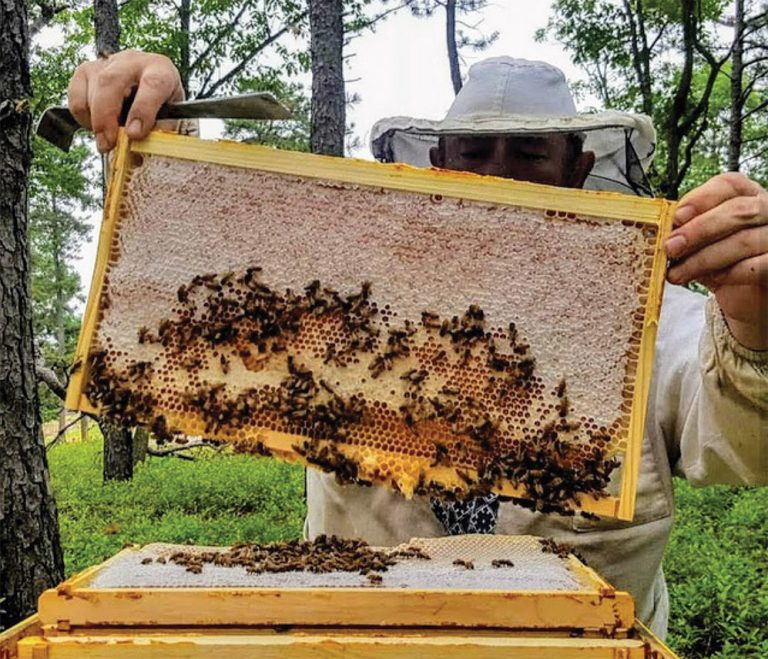 Пчелин в САЩ